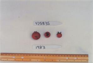 Click for 1 image(s) for this accession. FRUIT